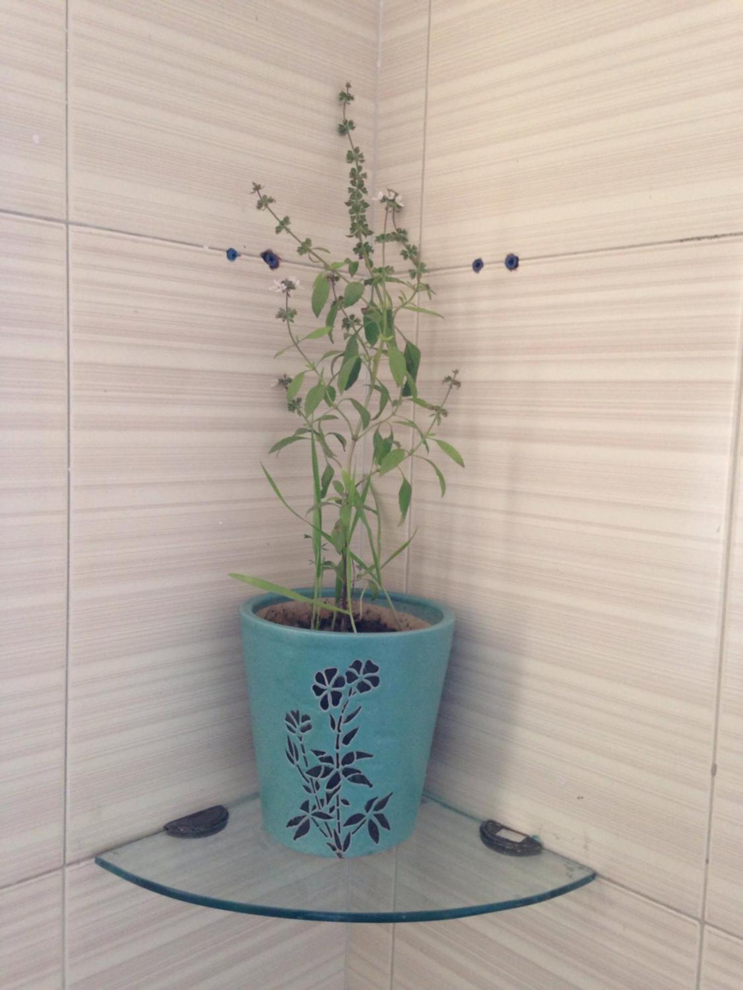 ניו דלהי Parkash Bed And Breakfast מראה חיצוני תמונה